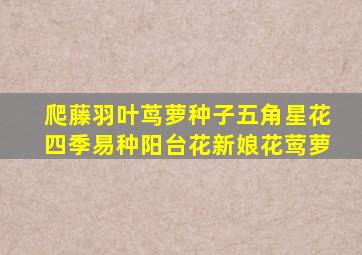 爬藤羽叶茑萝种子五角星花四季易种阳台花新娘花莺萝